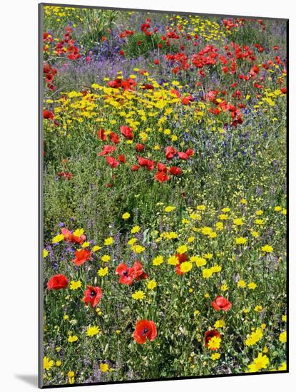 Blossom in a Field, Siena Province, Tuscany, Italy-Nico Tondini-Mounted Photographic Print