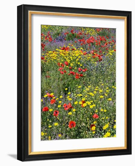 Blossom in a Field, Siena Province, Tuscany, Italy-Nico Tondini-Framed Photographic Print