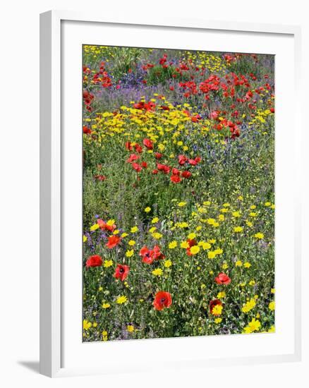 Blossom in a Field, Siena Province, Tuscany, Italy-Nico Tondini-Framed Photographic Print