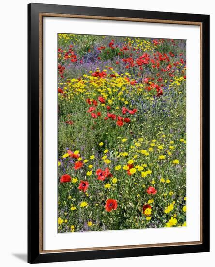 Blossom in a Field, Siena Province, Tuscany, Italy-Nico Tondini-Framed Photographic Print