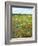 Blossom in a Field, Siena Province, Tuscany, Italy-Nico Tondini-Framed Photographic Print