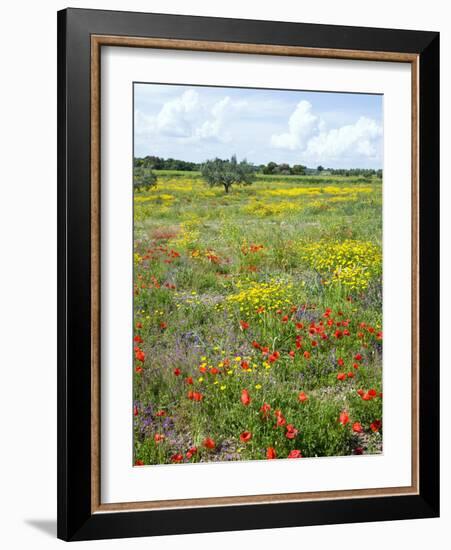 Blossom in a Field, Siena Province, Tuscany, Italy-Nico Tondini-Framed Photographic Print