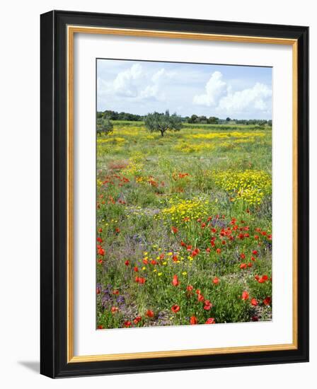 Blossom in a Field, Siena Province, Tuscany, Italy-Nico Tondini-Framed Photographic Print