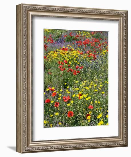 Blossom in a Field, Siena Province, Tuscany, Italy-Nico Tondini-Framed Photographic Print