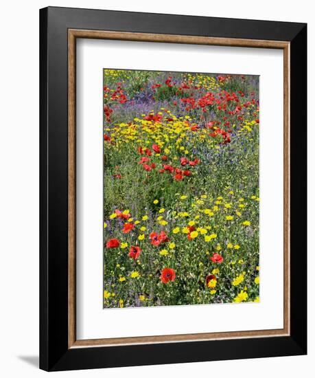 Blossom in a Field, Siena Province, Tuscany, Italy-Nico Tondini-Framed Photographic Print