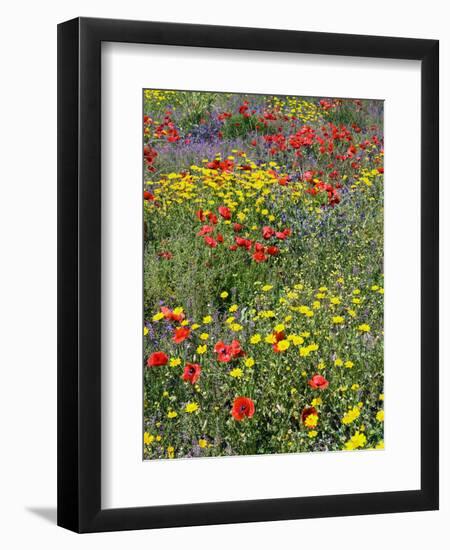 Blossom in a Field, Siena Province, Tuscany, Italy-Nico Tondini-Framed Photographic Print