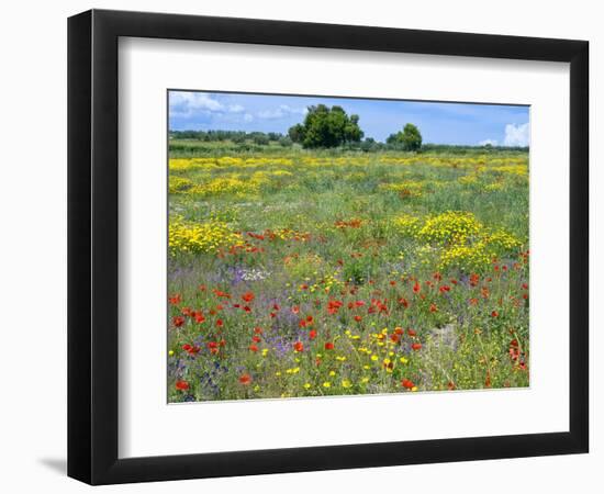 Blossom in a Field, Siena Province, Tuscany, Italy-Nico Tondini-Framed Photographic Print