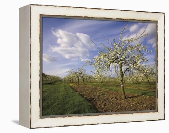 Blossom in the Apple Orchards in the Vale of Evesham, Worcestershire, England, United Kingdom-David Hughes-Framed Premier Image Canvas