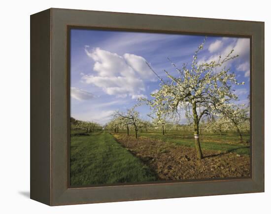 Blossom in the Apple Orchards in the Vale of Evesham, Worcestershire, England, United Kingdom-David Hughes-Framed Premier Image Canvas