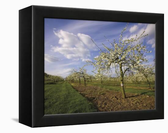 Blossom in the Apple Orchards in the Vale of Evesham, Worcestershire, England, United Kingdom-David Hughes-Framed Premier Image Canvas