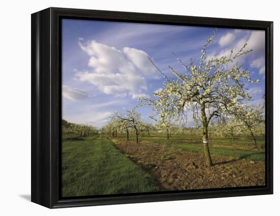 Blossom in the Apple Orchards in the Vale of Evesham, Worcestershire, England, United Kingdom-David Hughes-Framed Premier Image Canvas