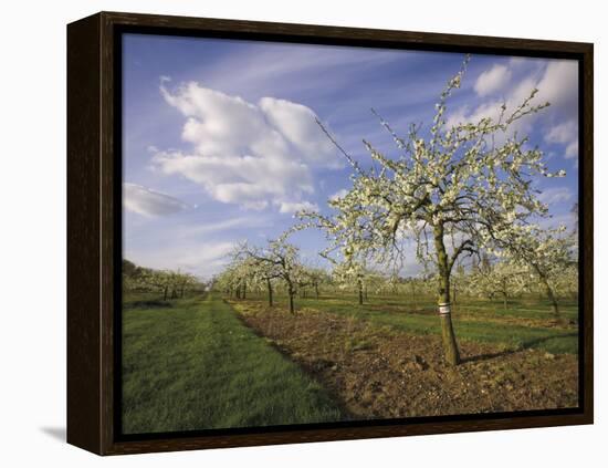 Blossom in the Apple Orchards in the Vale of Evesham, Worcestershire, England, United Kingdom-David Hughes-Framed Premier Image Canvas