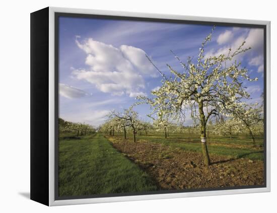 Blossom in the Apple Orchards in the Vale of Evesham, Worcestershire, England, United Kingdom-David Hughes-Framed Premier Image Canvas