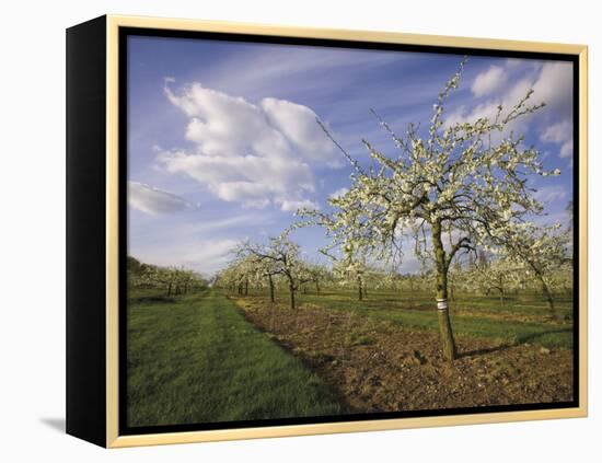 Blossom in the Apple Orchards in the Vale of Evesham, Worcestershire, England, United Kingdom-David Hughes-Framed Premier Image Canvas