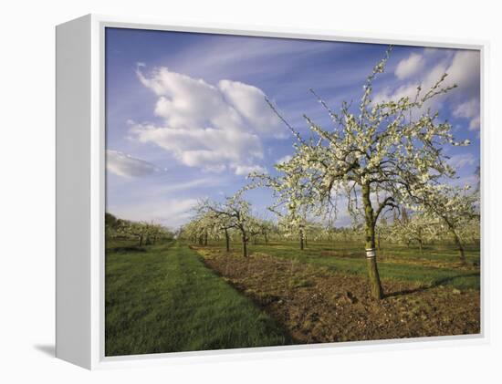 Blossom in the Apple Orchards in the Vale of Evesham, Worcestershire, England, United Kingdom-David Hughes-Framed Premier Image Canvas