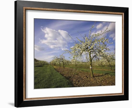 Blossom in the Apple Orchards in the Vale of Evesham, Worcestershire, England, United Kingdom-David Hughes-Framed Photographic Print