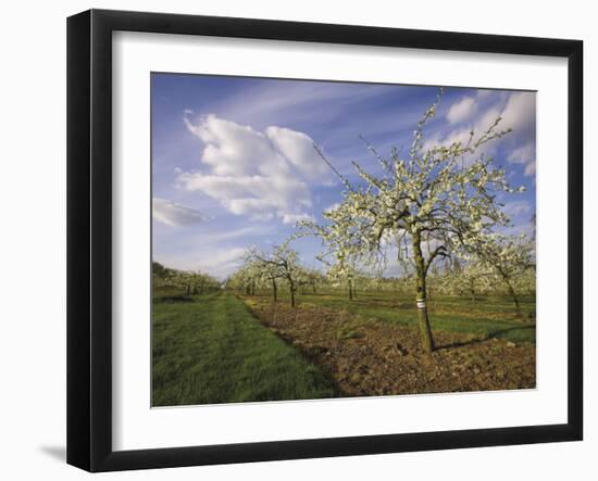 Blossom in the Apple Orchards in the Vale of Evesham, Worcestershire, England, United Kingdom-David Hughes-Framed Photographic Print