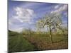 Blossom in the Apple Orchards in the Vale of Evesham, Worcestershire, England, United Kingdom-David Hughes-Mounted Photographic Print