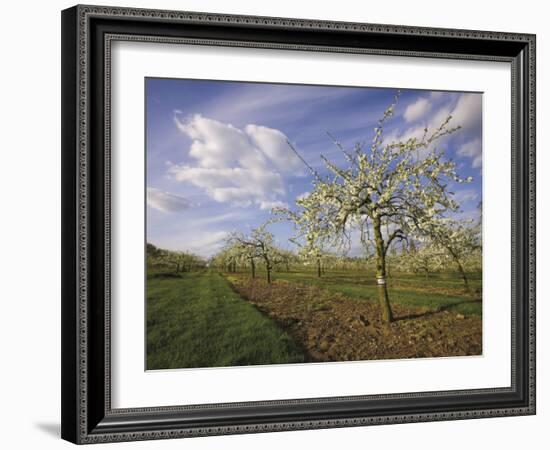 Blossom in the Apple Orchards in the Vale of Evesham, Worcestershire, England, United Kingdom-David Hughes-Framed Photographic Print