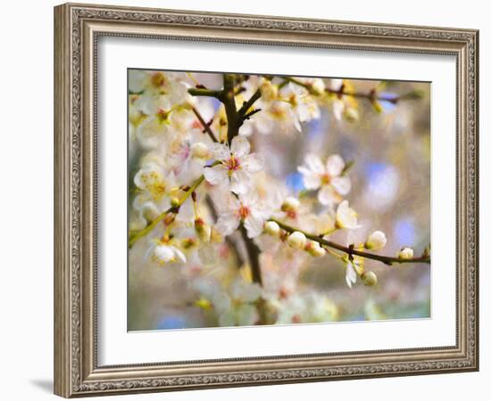 Blossom Joy, 2019,-Helen White-Framed Giclee Print