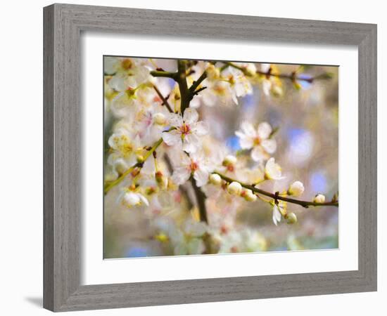 Blossom Joy, 2019,-Helen White-Framed Giclee Print