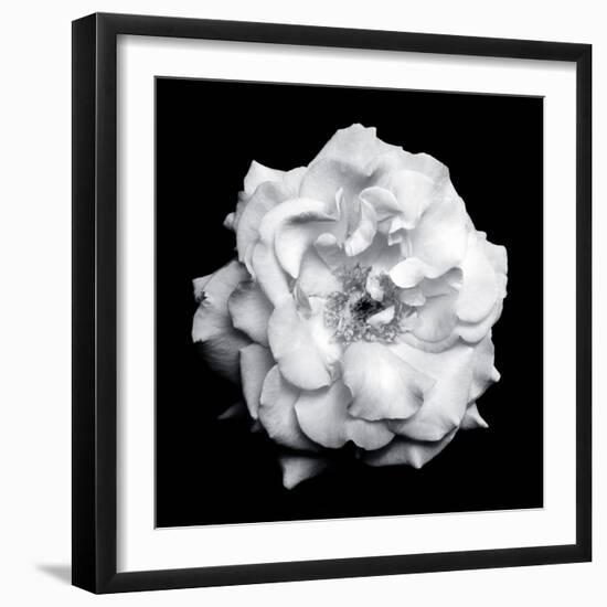 Blossom of a White Garden Rose on Black Background-Alaya Gadeh-Framed Photographic Print