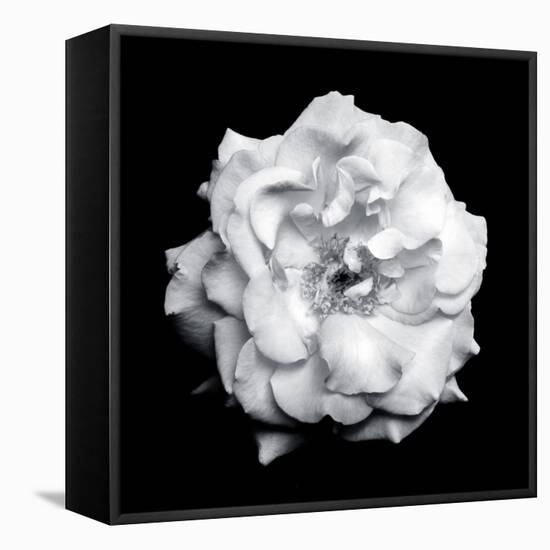 Blossom of a White Garden Rose on Black Background-Alaya Gadeh-Framed Premier Image Canvas