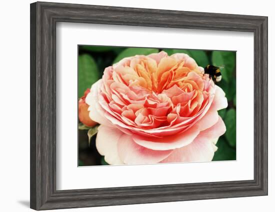 Blossom of an Apricot Filled Garden Rose with Green Leafes in Background and a Landing Bumble-Bee-Alaya Gadeh-Framed Photographic Print