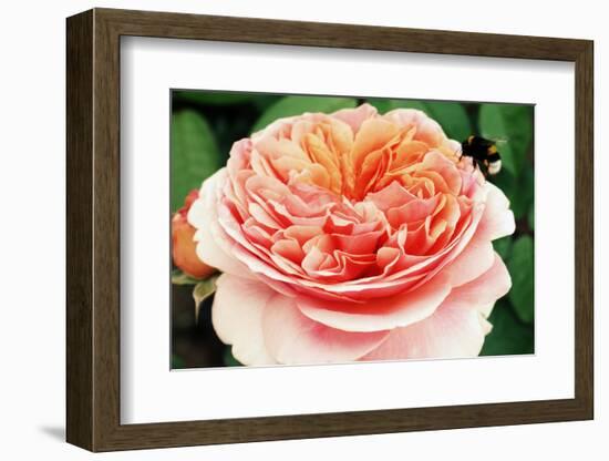 Blossom of an Apricot Filled Garden Rose with Green Leafes in Background and a Landing Bumble-Bee-Alaya Gadeh-Framed Photographic Print