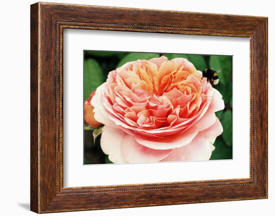 Blossom of an Apricot Filled Garden Rose with Green Leafes in Background and a Landing Bumble-Bee-Alaya Gadeh-Framed Photographic Print