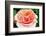 Blossom of an Apricot Filled Garden Rose with Green Leafes in Background and a Landing Bumble-Bee-Alaya Gadeh-Framed Photographic Print