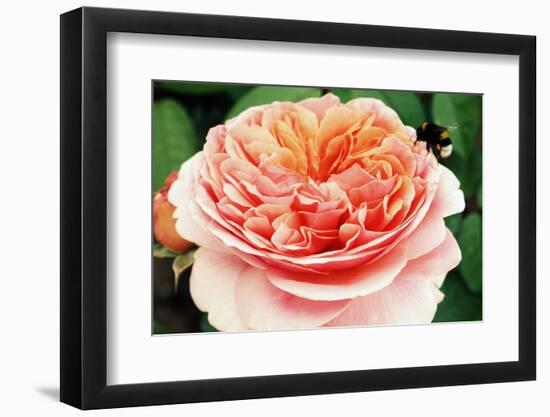 Blossom of an Apricot Filled Garden Rose with Green Leafes in Background and a Landing Bumble-Bee-Alaya Gadeh-Framed Photographic Print