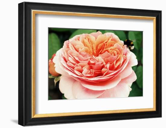 Blossom of an Apricot Filled Garden Rose with Green Leafes in Background and a Landing Bumble-Bee-Alaya Gadeh-Framed Photographic Print