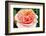 Blossom of an Apricot Filled Garden Rose with Green Leafes in Background and a Landing Bumble-Bee-Alaya Gadeh-Framed Photographic Print