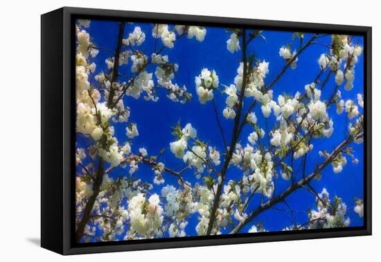 Blossom on Blue, 2018,-Helen White-Framed Premier Image Canvas