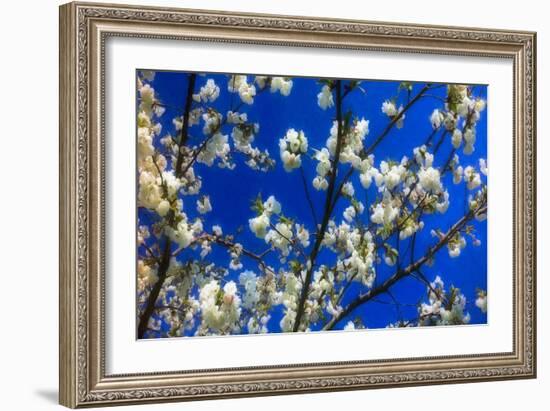 Blossom on Blue, 2018-Helen White-Framed Giclee Print