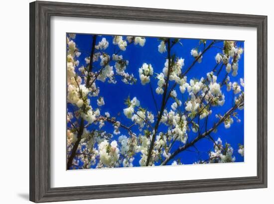 Blossom on Blue, 2018-Helen White-Framed Giclee Print