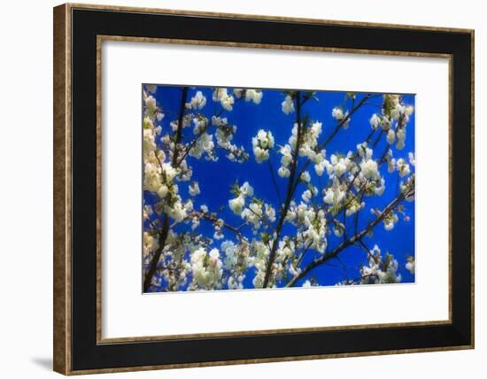 Blossom on Blue, 2018-Helen White-Framed Giclee Print