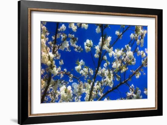 Blossom on Blue, 2018-Helen White-Framed Giclee Print