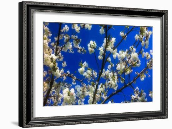 Blossom on Blue, 2018-Helen White-Framed Giclee Print