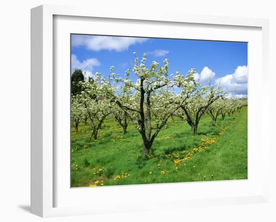 Blossom on Pear Trees in Orchard, Holt Fleet, Worcestershire, England, UK, Europe-David Hunter-Framed Photographic Print
