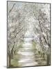 Blossom Pathway-Allison Pearce-Mounted Art Print