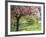 Blossom, Regents Park, London, England, United Kingdom-Ethel Davies-Framed Photographic Print