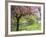 Blossom, Regents Park, London, England, United Kingdom-Ethel Davies-Framed Photographic Print