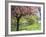 Blossom, Regents Park, London, England, United Kingdom-Ethel Davies-Framed Photographic Print