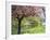 Blossom, Regents Park, London, England, United Kingdom-Ethel Davies-Framed Photographic Print