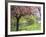 Blossom, Regents Park, London, England, United Kingdom-Ethel Davies-Framed Photographic Print