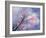 Blossom Season-Thomas Leung-Framed Giclee Print