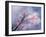 Blossom Season-Thomas Leung-Framed Giclee Print