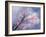 Blossom Season-Thomas Leung-Framed Giclee Print